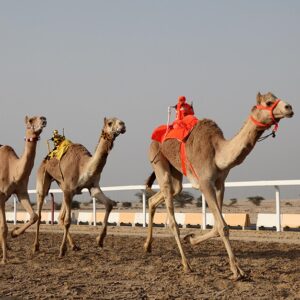 Camel Racing Tour